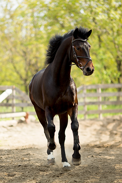 Nahrungsergänzung für Pferde