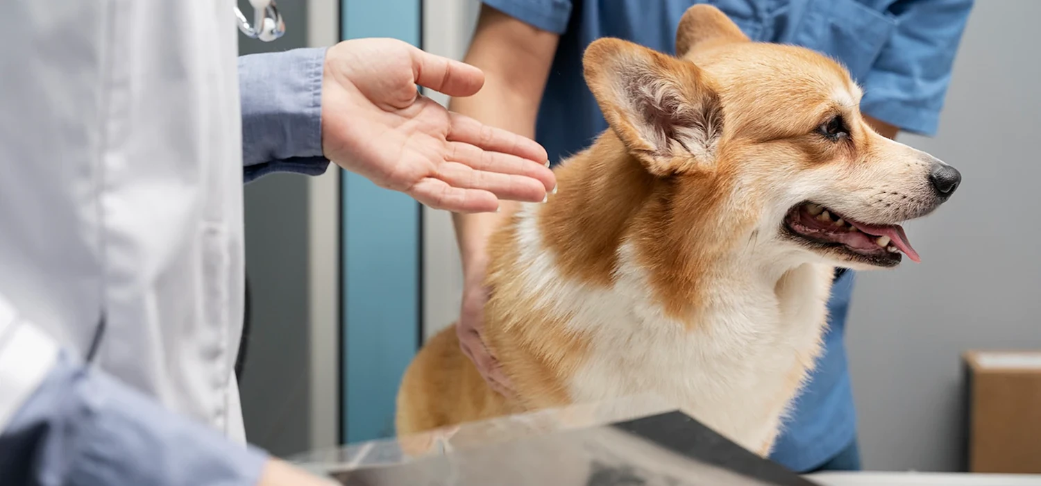 Hüftgelenksdysplasie beim Hund