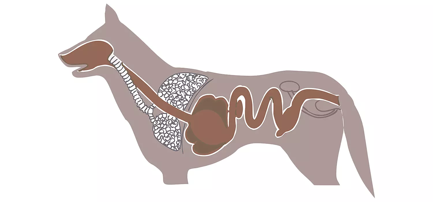Verdauungssystem des Hundes