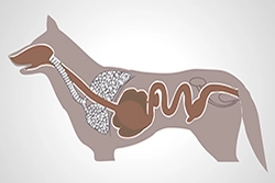 Verdauungssystem des Hundes