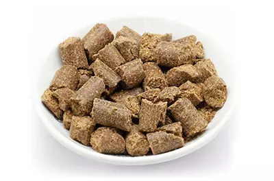 Reico Maxidog Champion