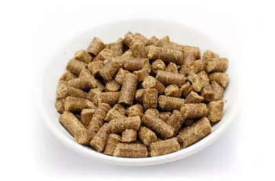 trockenfutter-hyperallergene-hunde